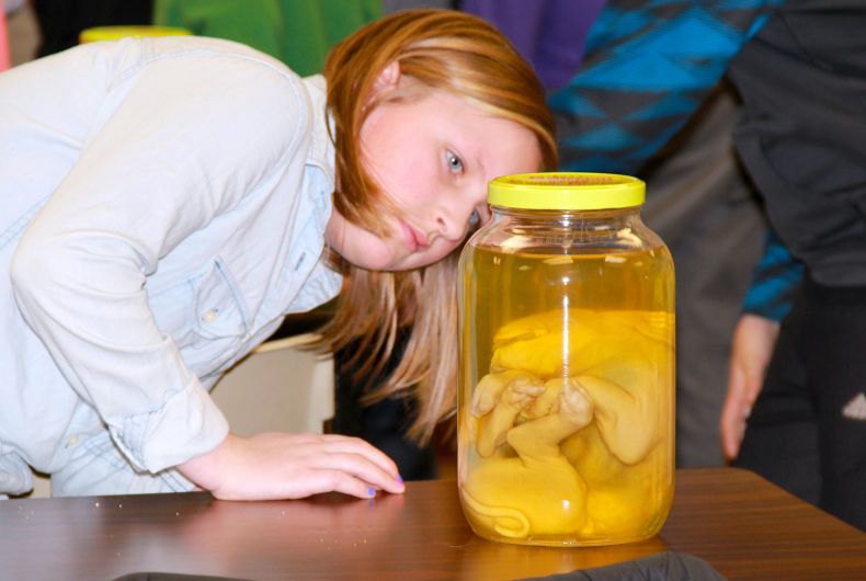 A kid checking out an animal in a jar